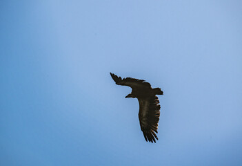 Obraz premium griffon vulture hunting in natural conditions in summer on the island of Crete in Greece