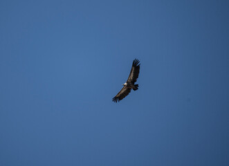 griffon vulture hunting in natural conditions in summer on the island of Crete in Greece