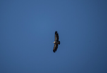 griffon vulture hunting in natural conditions in summer on the island of Crete in Greece