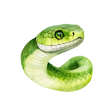 recommend clip art: snake watercolor clipart, perfect for nursery, isolated on white background