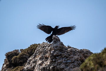 wild black raven in natural conditions in the summer on the island of Crete in Greece