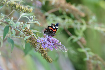 Red admiral butterfly (Vanessa Atalanta) perched on summer lilac in Zurich, Switzerland