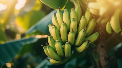 A bunch of green bananas on tree : Generative AI