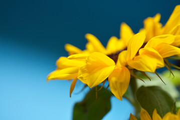 Obraz premium Tournesols sur fond bleu