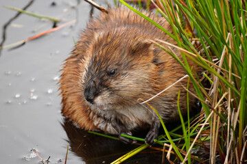 Close-up of a Muskrat eating grass