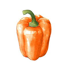 orange bell pepper watercolor illustration on white background