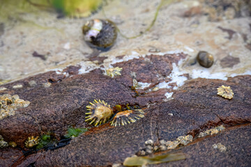 Limpets aquatic sea snails attached to a rock after the tide has gone out