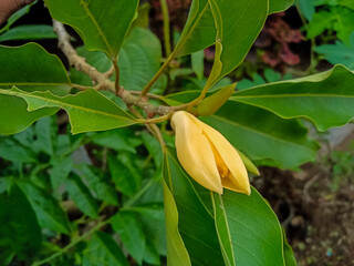 Magnolia champaca, known in English as champak, flower in garden