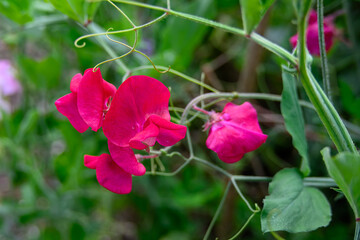 close up of bright pink sweet pea lathyrus odoratus flowers