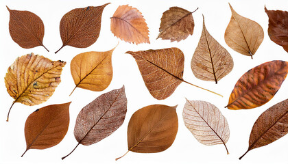 Fototapeta premium さまざまな形状と色合いの落ち葉が白い背景に散りばめられているシンプルなデザインです。葉は茶色やオレンジ色を基調とし、秋の季節感を強調しています。それぞれの葉は異なる質感や形を持ち、自然の多様性が感じられる構成となっています。generative AI