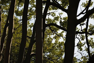 Naklejka premium Shadows of Boughs and Branches in Nature