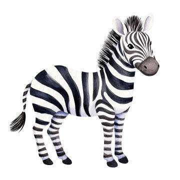 zebra watercolor clipart, perfect for nursery, isolated on white background
