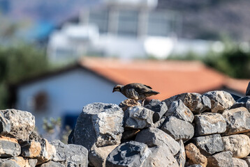 European partridge in natural conditions in summer on the island of Crete in Greece