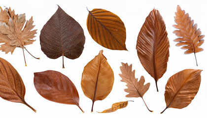 異なる種類と形状の秋の枯れ葉が白い背景に散りばめられているデザインです。葉の色は濃い茶色から淡いオレンジ色まで多岐にわたり、それぞれの葉が異なる質感と形を持っています。秋の季節感を強調する自然の美しさが感じられる構図です。generative AI