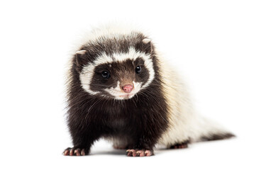 Saharan striped polecat, Ictonyx libycus, facing and looking at the camera