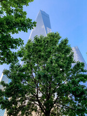 View of skyscrapers through the trees 