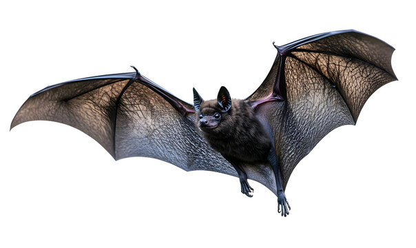 A close-up of a flying bat with detailed wings against a dark background, showcasing its unique features and natural beauty.