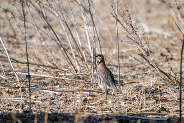 European partridge in natural conditions in summer on the island of Crete in Greece