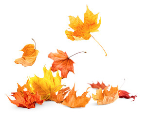heap of autumn leaves on white isolated background