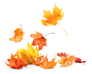 heap of autumn leaves on white isolated background