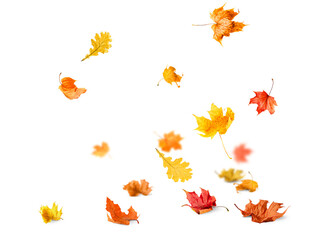 many falling autumn leaves on white isolated background, front view