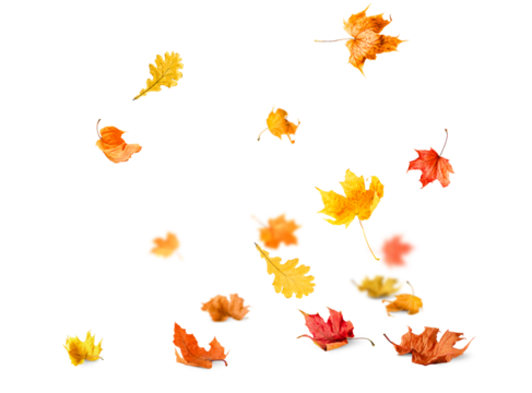 many falling autumn leaves on white isolated background, front view