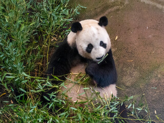 Giant Panda in the Zoo: A Cuddly Icon of Conservation
