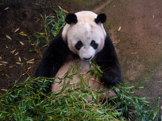Giant Panda in the Zoo: A Cuddly Icon of Conservation