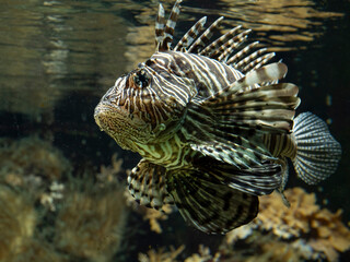 Lion Fish in the Zoo