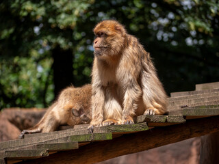 Monkey chilling on the roof