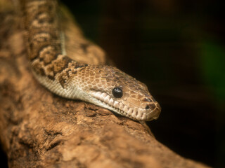 Snake in the zoo close up