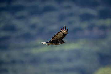 black kite in natural conditions in summer on the island of Crete in Greece