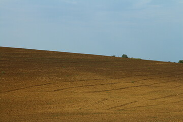 Obraz premium A field of brown grass