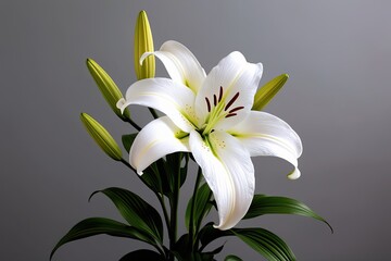 Stunning White Lily Flower Against Subtle Gray Background