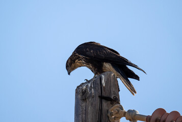 black kite in natural conditions in summer on the island of Crete in Greece