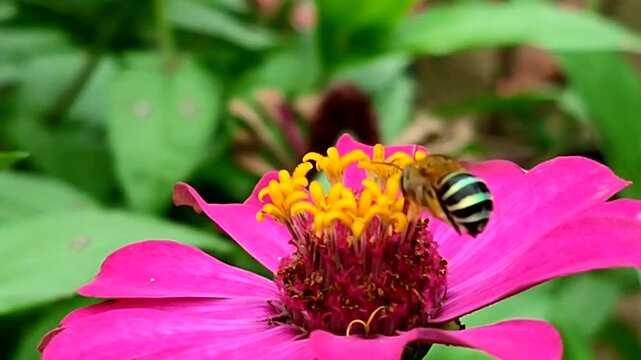 bee foraging on wild floser