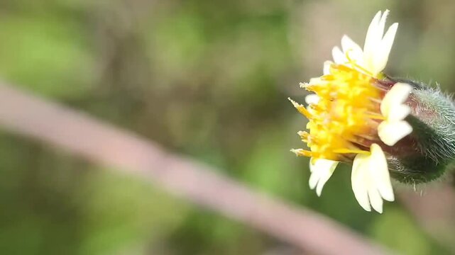 bee foraging on wild floser