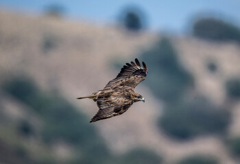black kite in natural conditions in summer on the island of Crete in Greece