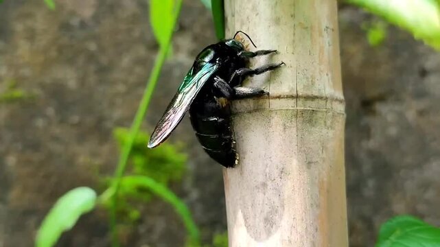 bee foraging on wild floser