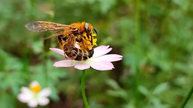 bee foraging on wild floser