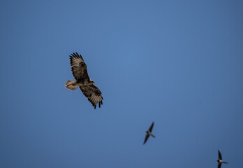 black kite in natural conditions in summer on the island of Crete in Greece