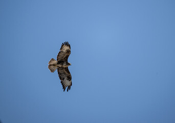 black kite in natural conditions in summer on the island of Crete in Greece