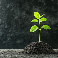 Naklejka premium A small green plant growing from rich dark soil, symbolizing hope, renewal, and the beauty of nature's growth.