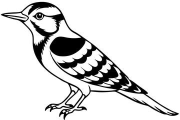 Fulvous breasted woodpecker silhouette vector illustration 
