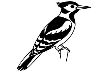 Fulvous breasted woodpecker silhouette vector illustration 
