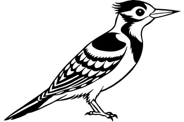 Fulvous breasted woodpecker silhouette vector illustration 
