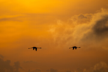 Two greater flamingo flying after sunset