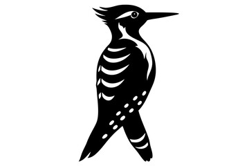 Fulvous breasted woodpecker silhouette vector illustration 
