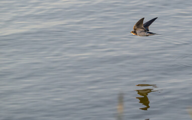 Barn swallow in flight at sunset.