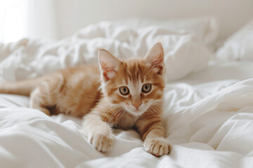 a small orange cat laying on a bed